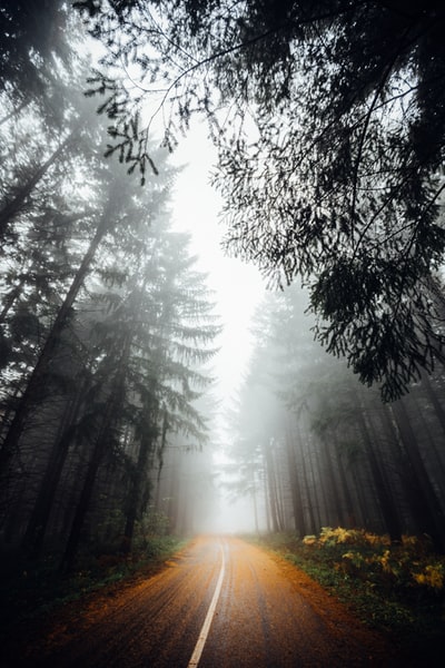 路在树林里雾开销在白天
